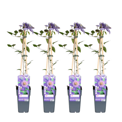 Clematis 'Multi Blue' - 65cm - 4er Pack