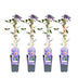 Clematis 'Multi Blue' - 65cm - 4er Pack Bild 1