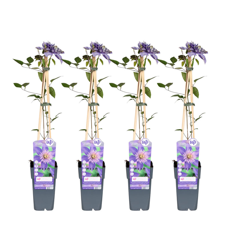 Clematis 'Multi Blue' - 65cm - 4er Pack