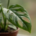 Green boutiQ - Monstera Adansonii - Monstera Adansonii - 1 Pflanze - Topf 12cm - Höhe - 25cm Bild 4