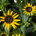 Rudbeckia Fulgida Little-Goldstar, Ø19cm Topf, 45-60cm Hoch Bild 3