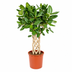 Ficus Benghalensis Audrey geflochtene Matte - 150 cm Bild 1