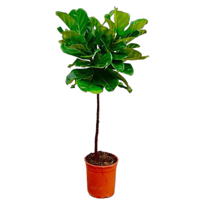 Ficus Lyrata Stamm 130 cm - Eleganter Geigenfeige für Ihr Zuhause