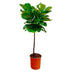 Ficus Lyrata Stamm 130 cm - Eleganter Geigenfeige für Ihr Zuhause Bild 1