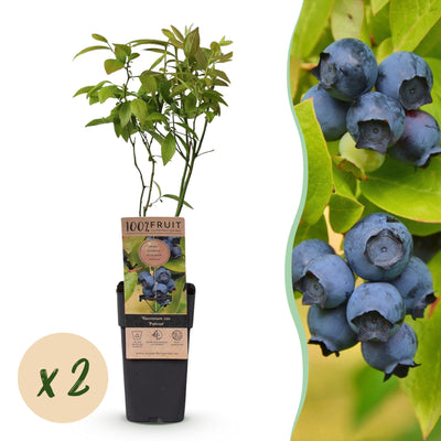 2x Blaubeerpflanze 'Patriot' (Vaccinium corymbosum) – 50cm – Topf 15cm