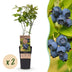 2x Blaubeerpflanze 'Patriot' (Vaccinium corymbosum) – 50cm – Topf 15cm Bild 1