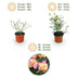 Green boutiQ Rosa Tricolor Fairy Rose, winterhart, Gelb-Rosa Bild 4