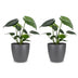 Green boutiQ - Monstera Deliciosa - Fensterblatt - 2 Pflanzen - mit Grau Topf - Topf 12cm - Höhe 30cm Bild 2