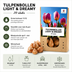 Tulpenzwiebeln Light and Dreamy – 20 Stück | KH Bloembollen® | Wunderschöne Pastellfarben – Für Garten oder Topf – Größe 11/12 – Frisch vom Züchter! Bild 7
