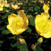 24x Hypericum dummeri 'Peter Dummer' - ↕10-25cm - Ø9cm Bild 8
