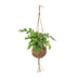 Monstera Minima Kokodama - Easy-care houseplant in a spherical pot Bild 1