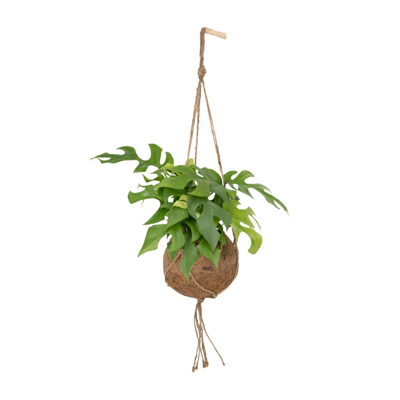 Monstera Minima Kokodama - Easy-care houseplant in a spherical pot