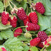 Green boutiQ Thornless Loganberry - 2 Plants - Fruity Delight Bild 5