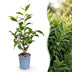 Green boutiQ - 40x Prunus lusitanica Angustifolia - Portugiesischer Lorbeer - Heckenpflanzen - Immergrün - Grün - Topf 9cm - Höhe 25-35cm Bild 3