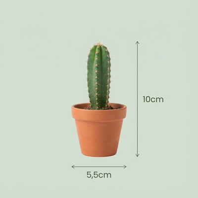 12er Kakteen & Sukkulenten Mix, Mini, 5,5 cm Topf
