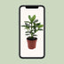 Clusia Rosea Princess - Autograph Tree in 12cm pot, approx. 15cm high Bild 5