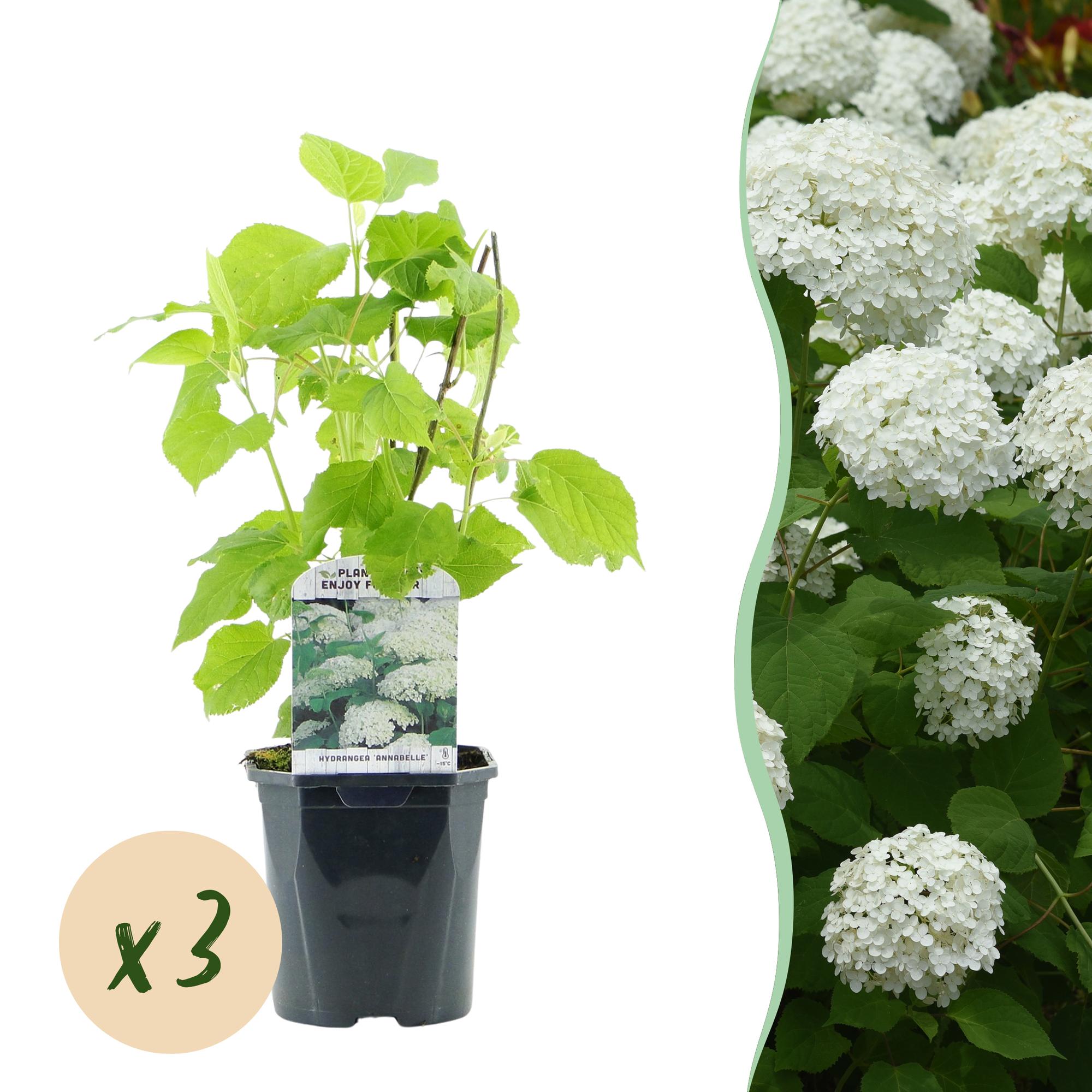 GreenboutiQ - Rispenhortensie - Hydrangea arborescens Annabelle - Blüte Weiß - 3 Pflanzen - 1 m2 - Laubabwerfend - Große Blüten - Topf 17cm Höhe 50cm