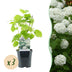 GreenboutiQ Rispenhortensie 'Annabelle', 3 Pflanzen, weiß, Topf 17cm Bild 1