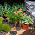 Terrarium Starterset: 5 Pflanzen & Zubehör für DIY-Oasen Bild 7