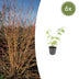 6x Cornus sang. 'Anny's Winter Orange' - 10-25cm - Ø9cm Bild 1