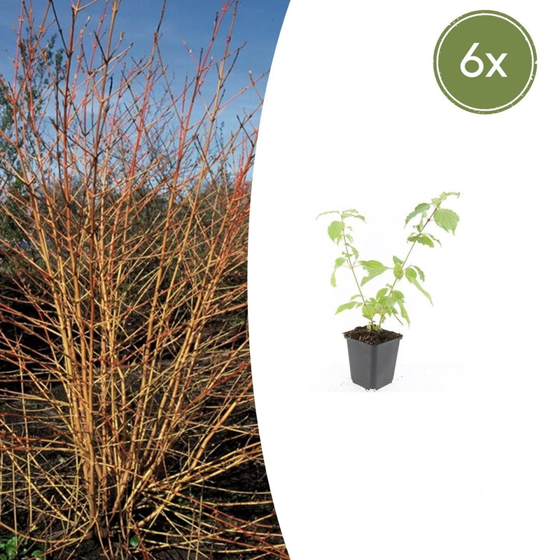 6x Cornus sang. 'Anny's Winter Orange' - 10-25cm - Ø9cm