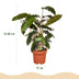 Green boutiQ - Zimmerpflanzen - Calathea Rufibarba - Pfauenpflanze - Wenig Pflege - Grün - 2 Pflanzen - Topf 17cm - Höhe 55-60cm Bild 3