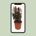 Euphorbia Trigona Rubra (Afrikanischer Milchbaum) - Ø12cm Topf, 40cm Höhe Bild 5