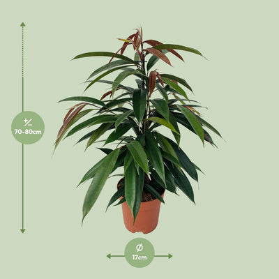Ficus Binnendijkii 'Amstel King' P17 - 75cm - Elegante Zimmerpflanze