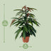 Ficus Binnendijkii 'Amstel King' P17 - 75cm - Elegant Houseplant Bild 2
