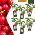 6 x Bio-Stachelbeerpflanzen – Ø 13 cm – ↨ 20 cm Bild 1