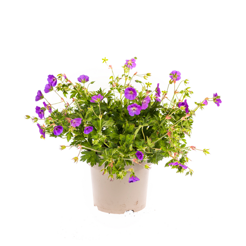 Geranium Rozanne 'Purple', Ø19cm, 20-30cm