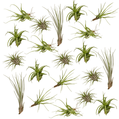 Everspring Tillandsia Air Mix Set - 20 Stück, Ø 6 cm