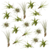 Everspring Tillandsia Air Mix Set - 20 Stück, Ø 6 cm Bild 1
