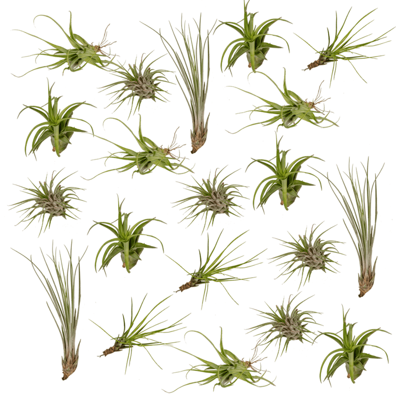 Everspring Tillandsia Air Mix Set - 20 Stück, Ø 6 cm