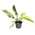 Philodendron Florida Beauty: Tropisches Grün-Gelb, Ø6cm Bild 1