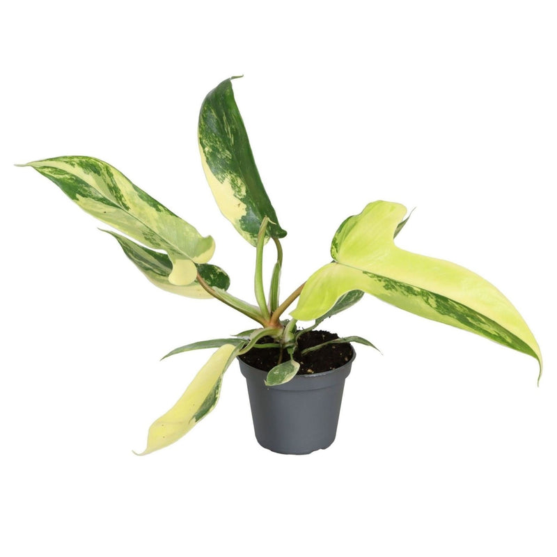 Philodendron Florida Beauty: Tropisches Grün-Gelb, Ø6cm
