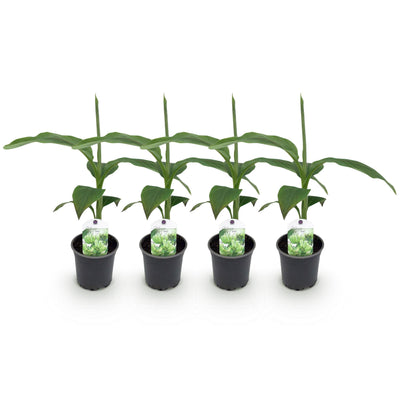 Musa Basjoo Bananenpflanze, winterhart, 4er Set, 30cm