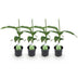 Musa Basjoo Banana Plant, Hardy, Set of 4, 30cm Bild 2