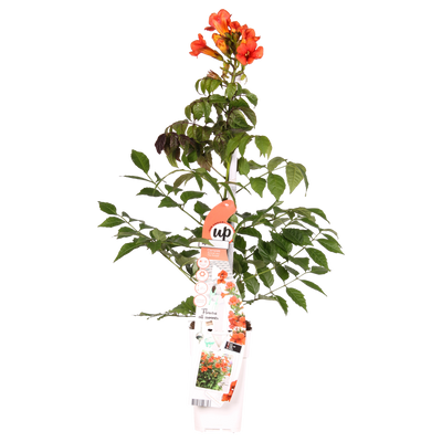 Campsis Summer Jazz Fire - Trompetenblume (Ø19cm, ↕70cm)
