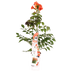 Campsis Summer Jazz Fire - Trompetenblume (Ø19cm, ↕70cm) Bild 1