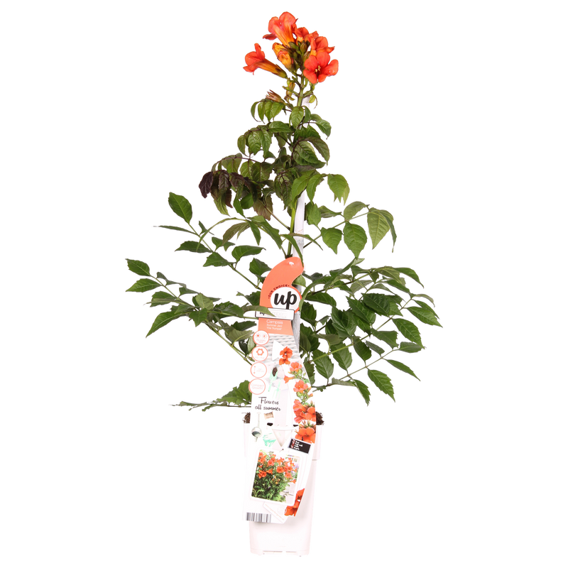 Campsis Summer Jazz Fire - Trompetenblume (Ø19cm, ↕70cm)