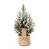 Picea glauca Conica - Zuckerhutfichte - Grün - Weiß - Weihnachtsbaum - inkl. Jutesack - Ø17cm - ↕65cm Bild 2