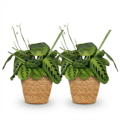 Maranta Fascinator Lemon Lime - 2 Gebetspflanzen im Korb, Topf 12cm