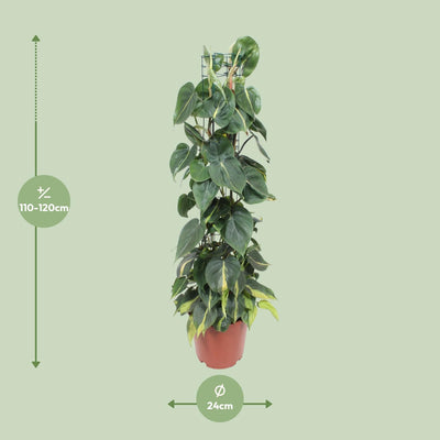 Philodendron Scandens Brasil - Hängende Pflanze, Ø24cm, 120cm hoch