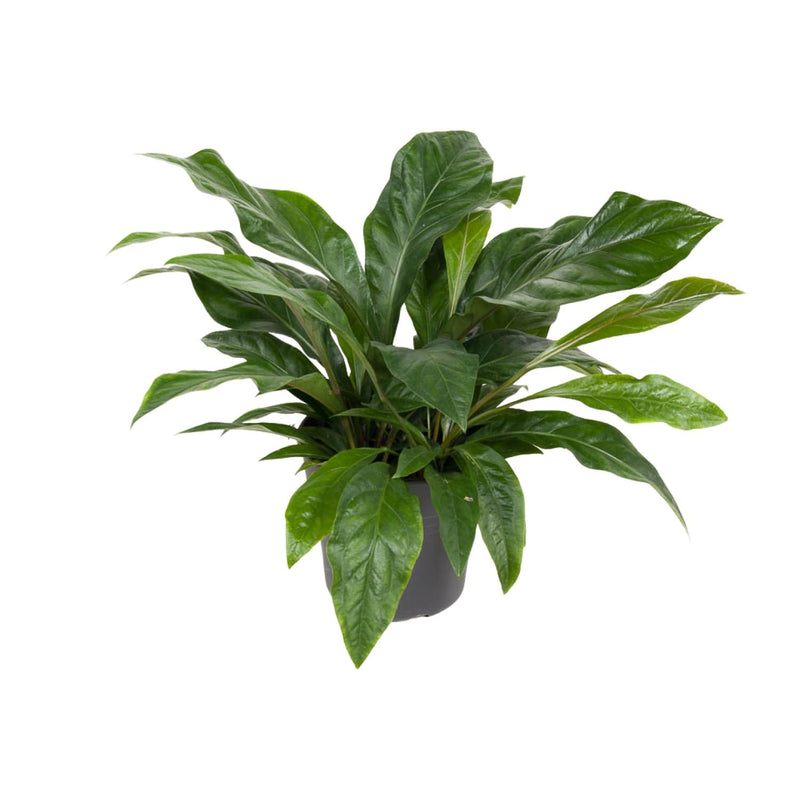 Anthurium Jungle Bush – Ø30cm – ↕70cm