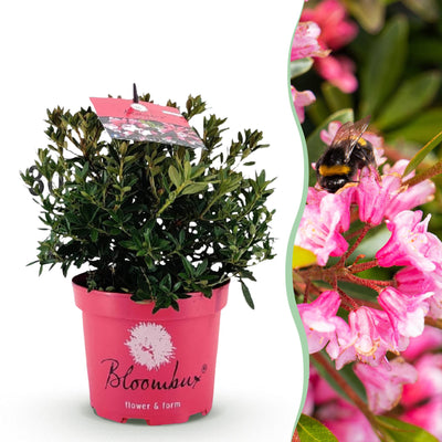 Zwerg Rhododendron Bloombux Magenta Heckenpflanze