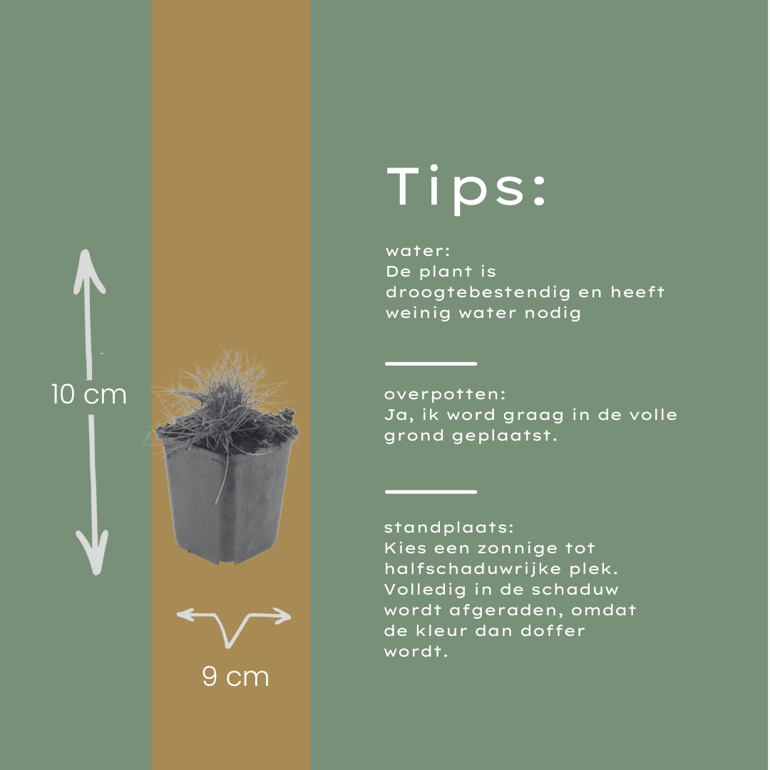 12x Festuca gautieri Ziergras (10-25cm) - Robuste Bodendecker