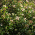 GreenboutiQ - Stamm-Pflanze - Viburnum tinus Eve Price - Terrassenpflanze - Immergrün - Winterhart - Weiß-Rosa Blüte - Topf 19cm Höhe 90cm Bild 3
