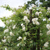 GreenboutiQ Kletterrose 'White Climber' - 2 Pflanzen, Weiß, Pflegeleicht Bild 5