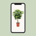 Schefflera Arboricola Gold Capella - Ø19cm - ↕75cm Bild 5